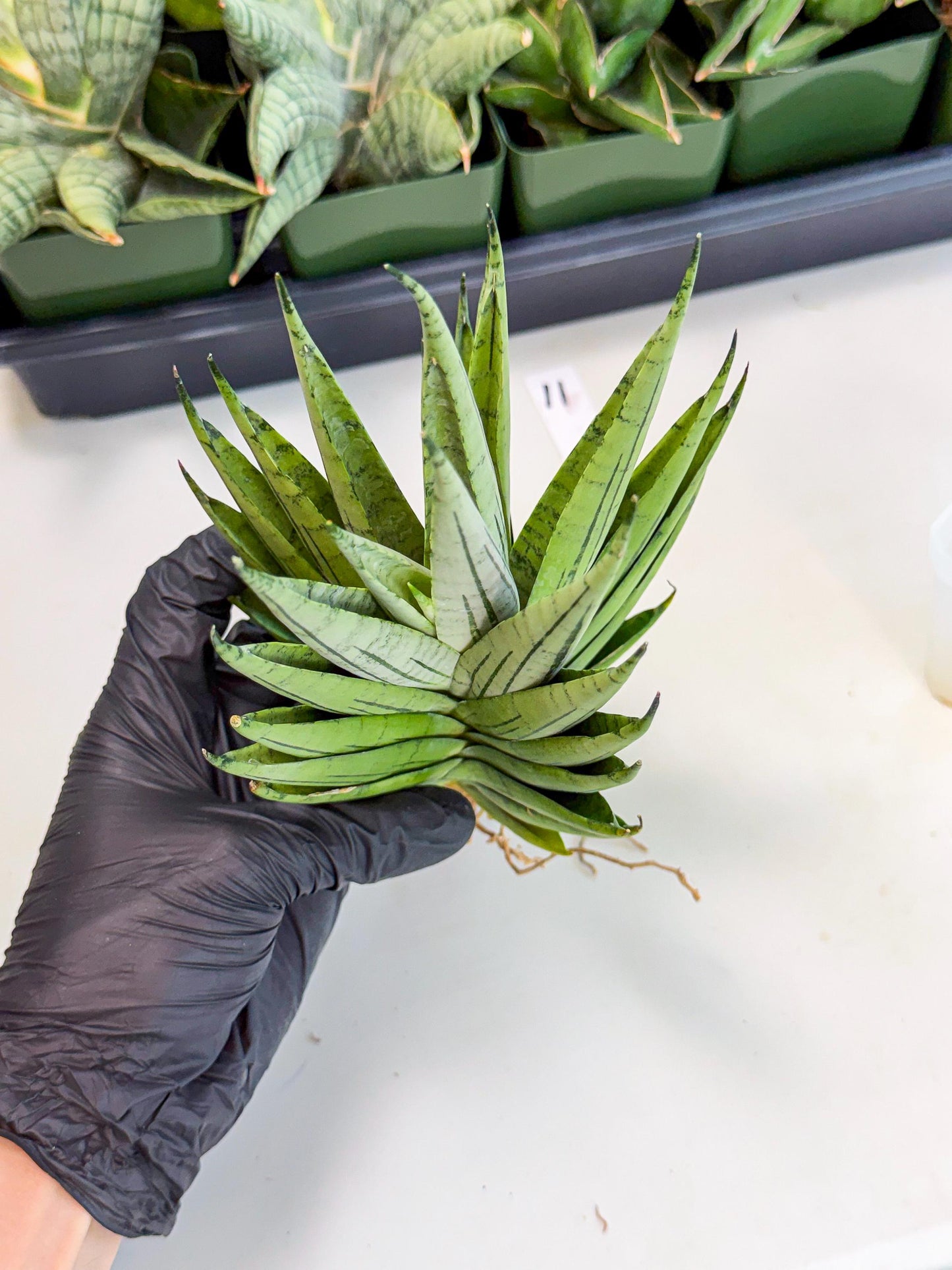 Sansevieria Nakhon Luang (11) | Rare Hybrid