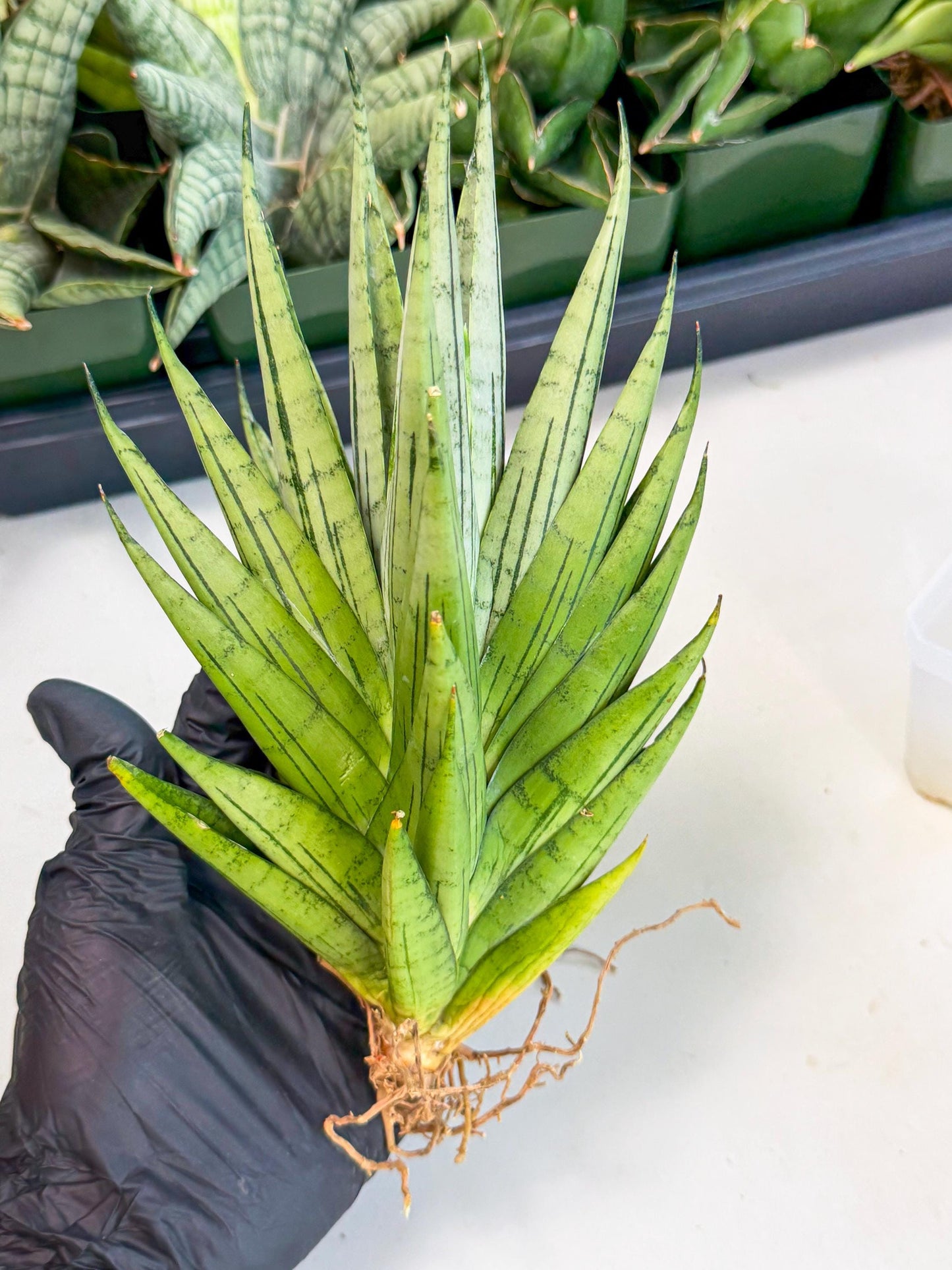 Sansevieria Nakhon Luang (11) | Rare Hybrid