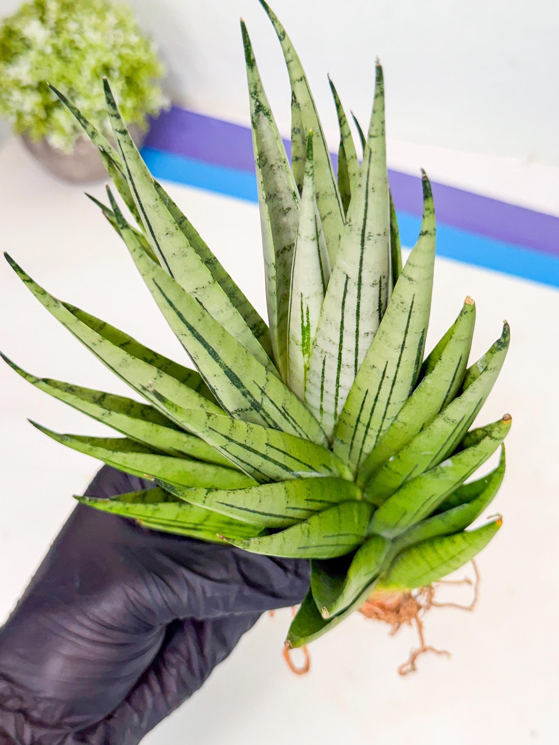 Sansevieria Nakhon Luang (11) | Rare Hybrid