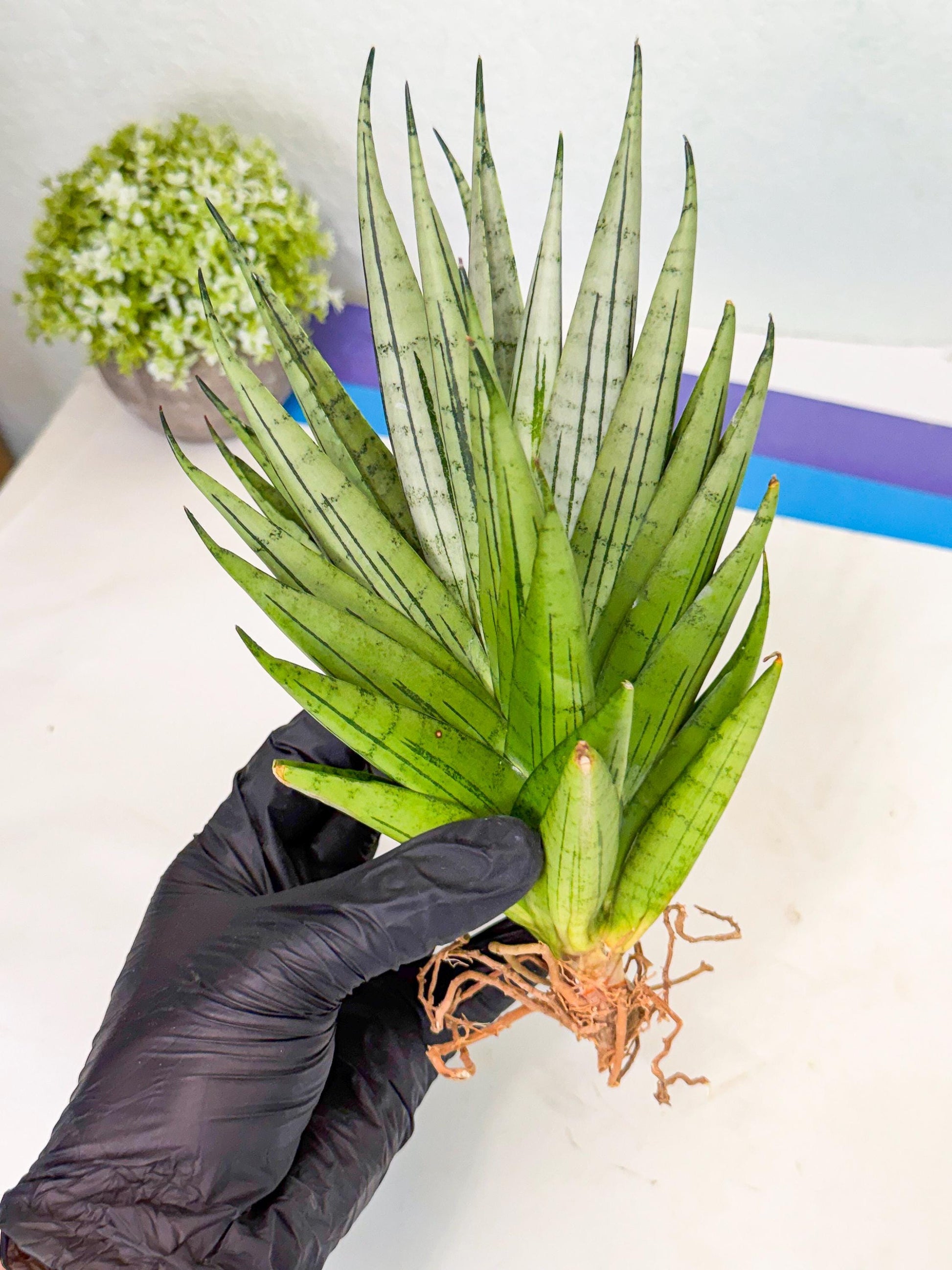 Sansevieria Nakhon Luang (11) | Rare Hybrid