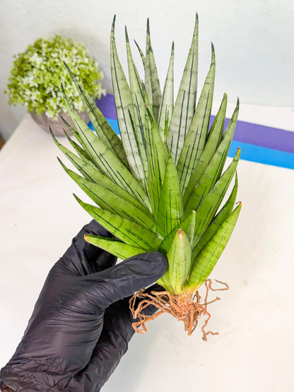 Sansevieria Nakhon Luang (11) | Rare Hybrid