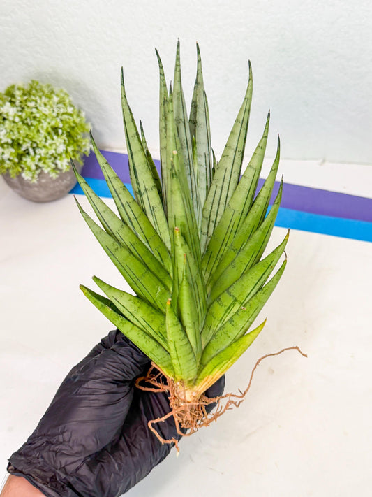 Sansevieria Nakhon Luang (11) | Rare Hybrid