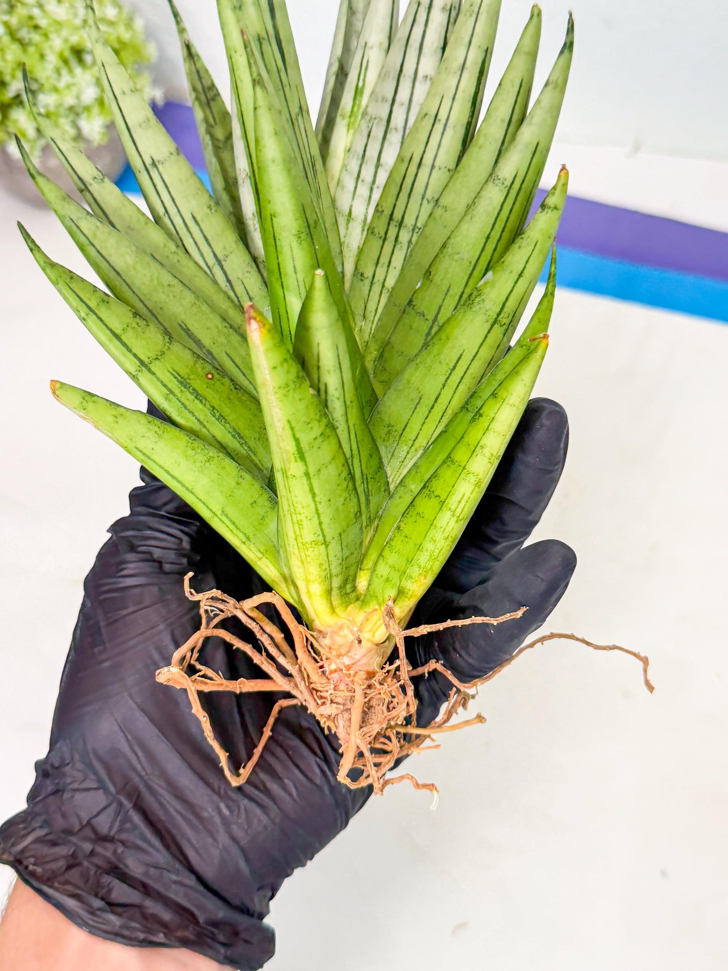 Sansevieria Nakhon Luang (11) | Rare Hybrid