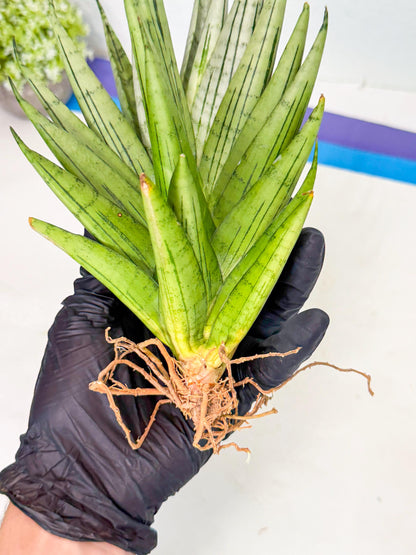 Sansevieria Nakhon Luang (11) | Rare Hybrid