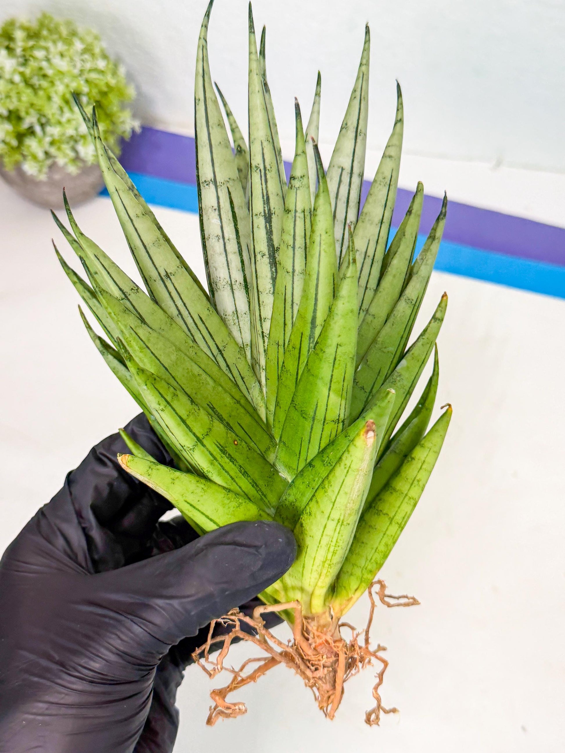 Sansevieria Nakhon Luang (11) | Rare Hybrid