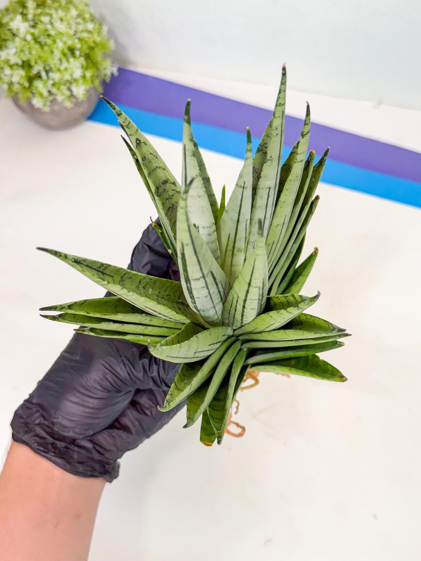 Sansevieria Nakhon Luang (11) | Rare Hybrid