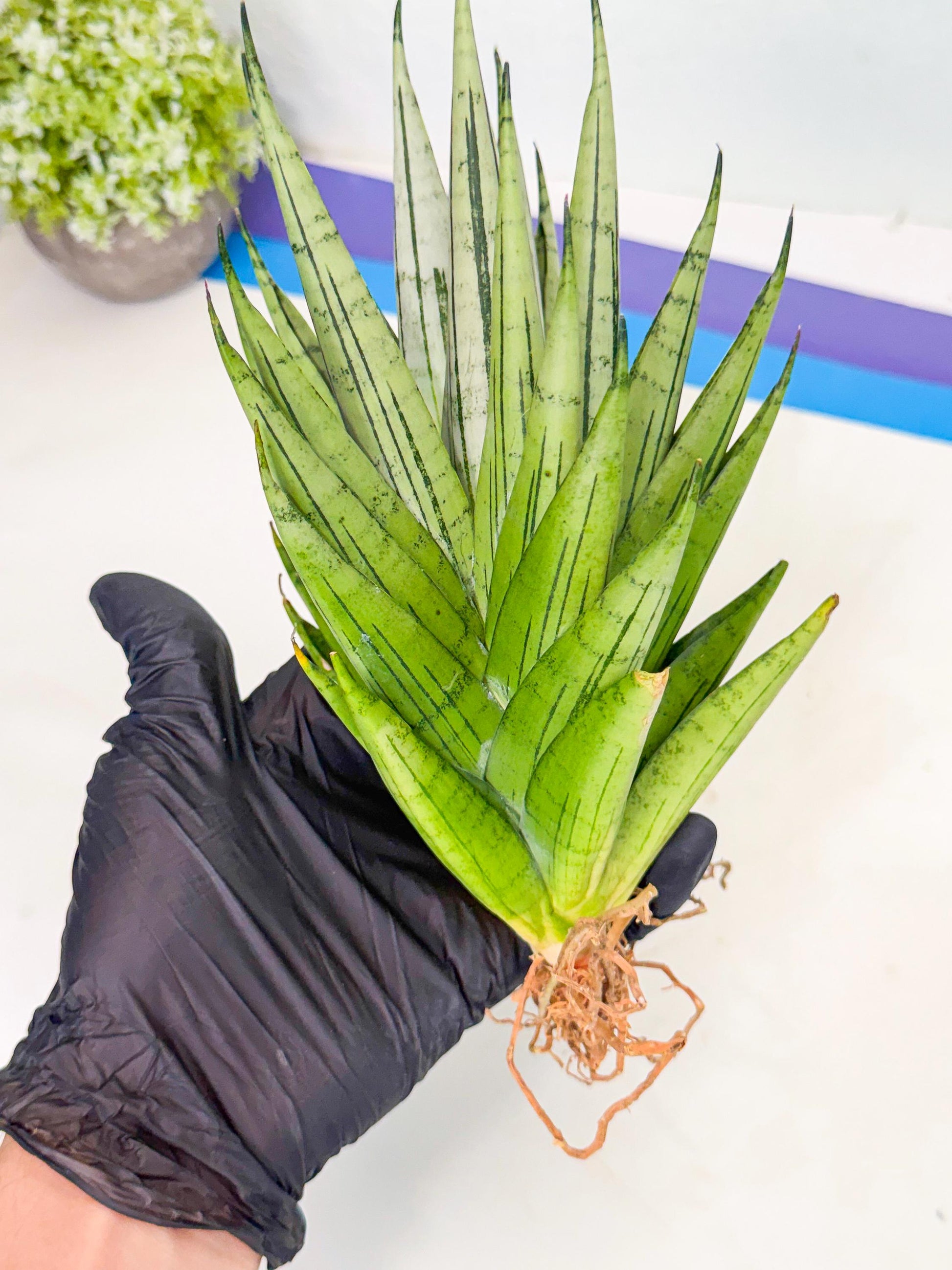 Sansevieria Nakhon Luang (11) | Rare Hybrid