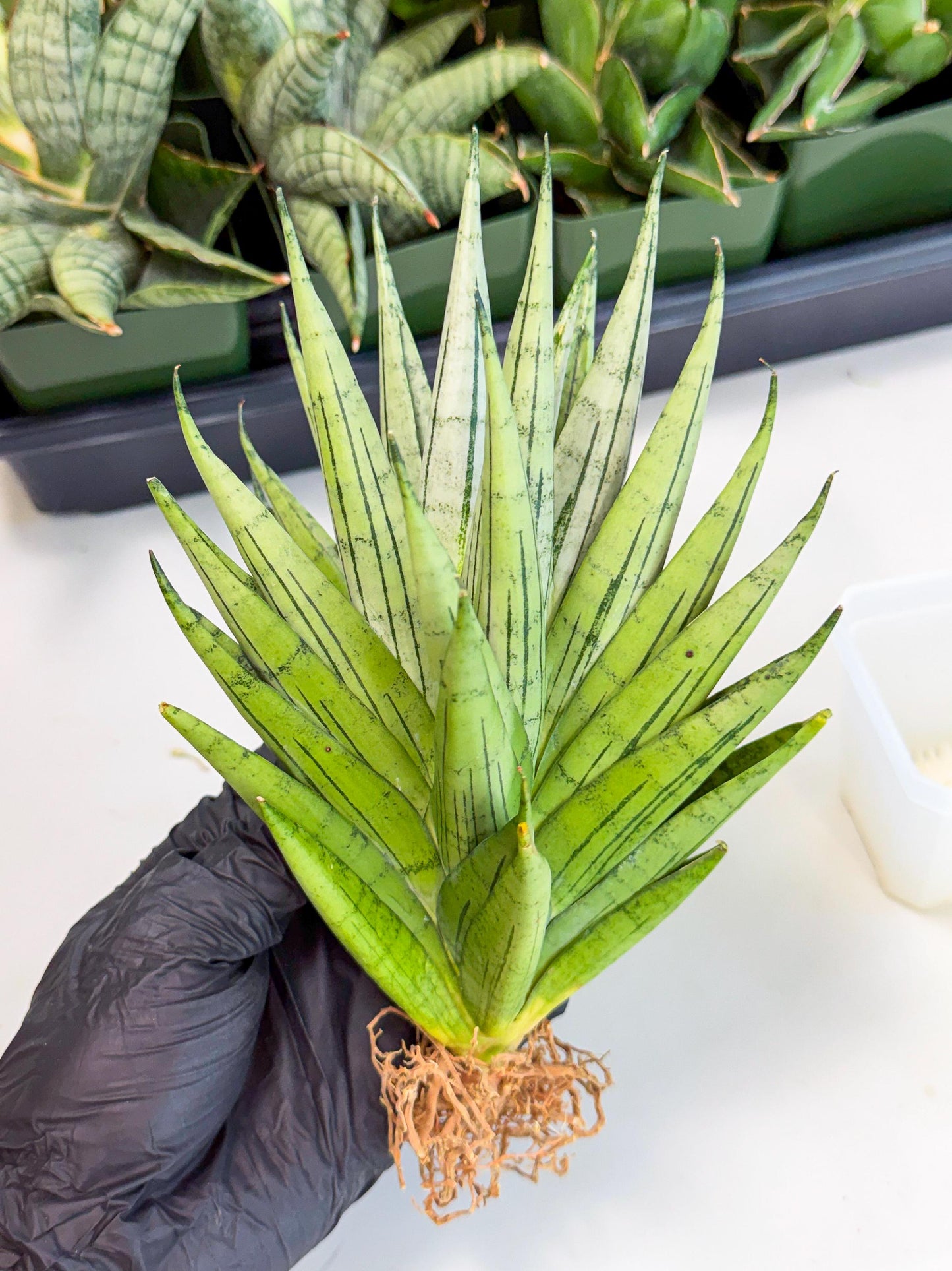 Sansevieria Nakhon Luang (12) | Rare Hybrid