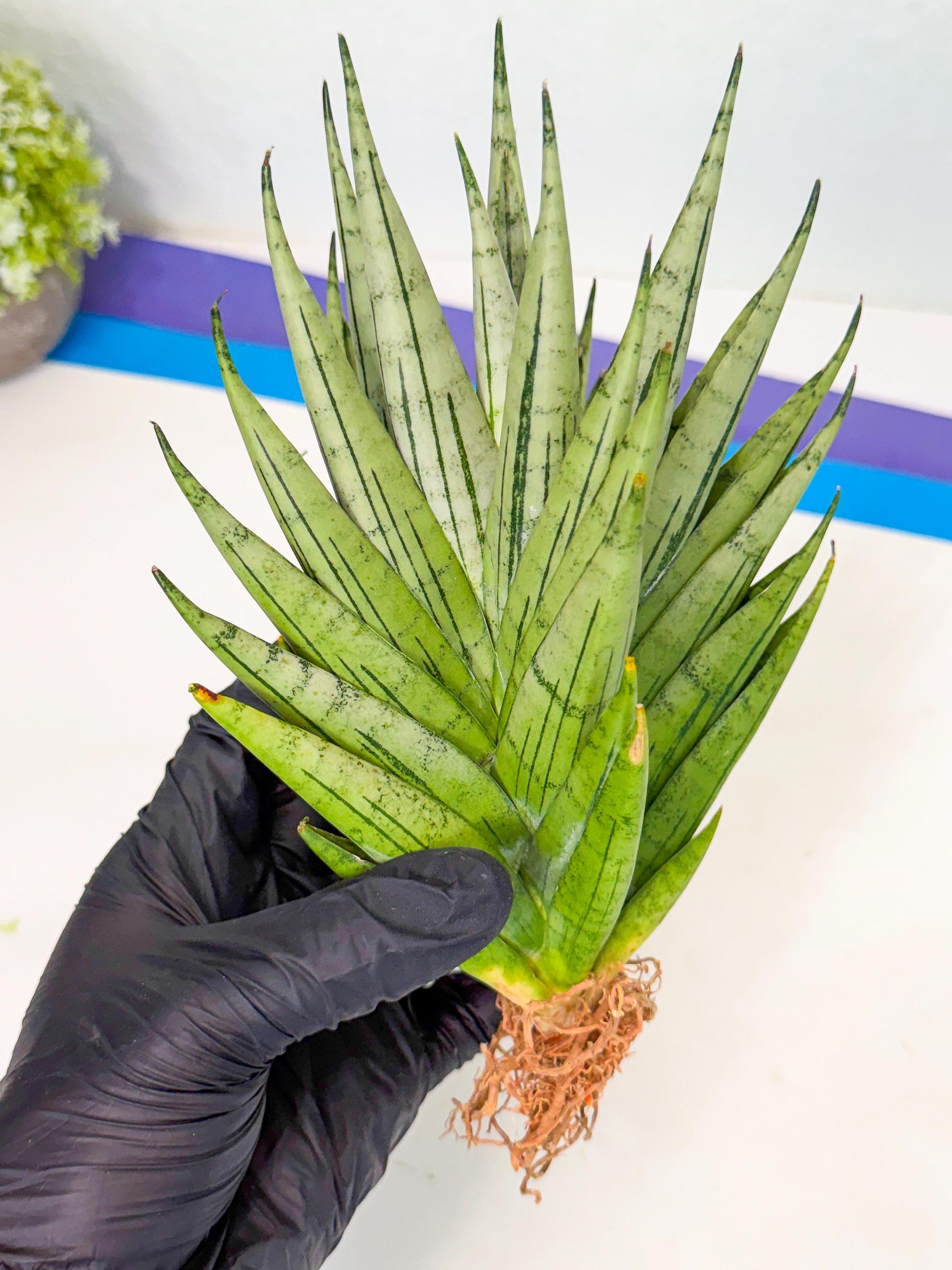 Sansevieria Nakhon Luang (12) | Rare Hybrid