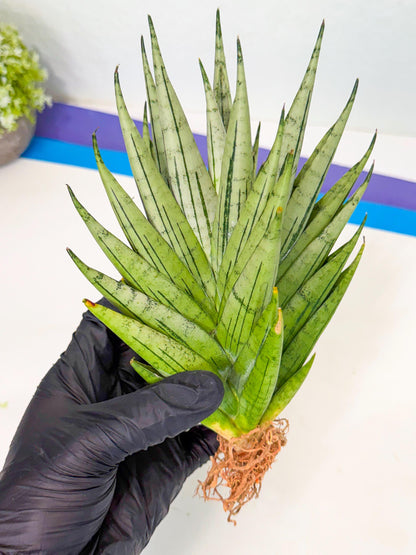 Sansevieria Nakhon Luang (12) | Rare Hybrid