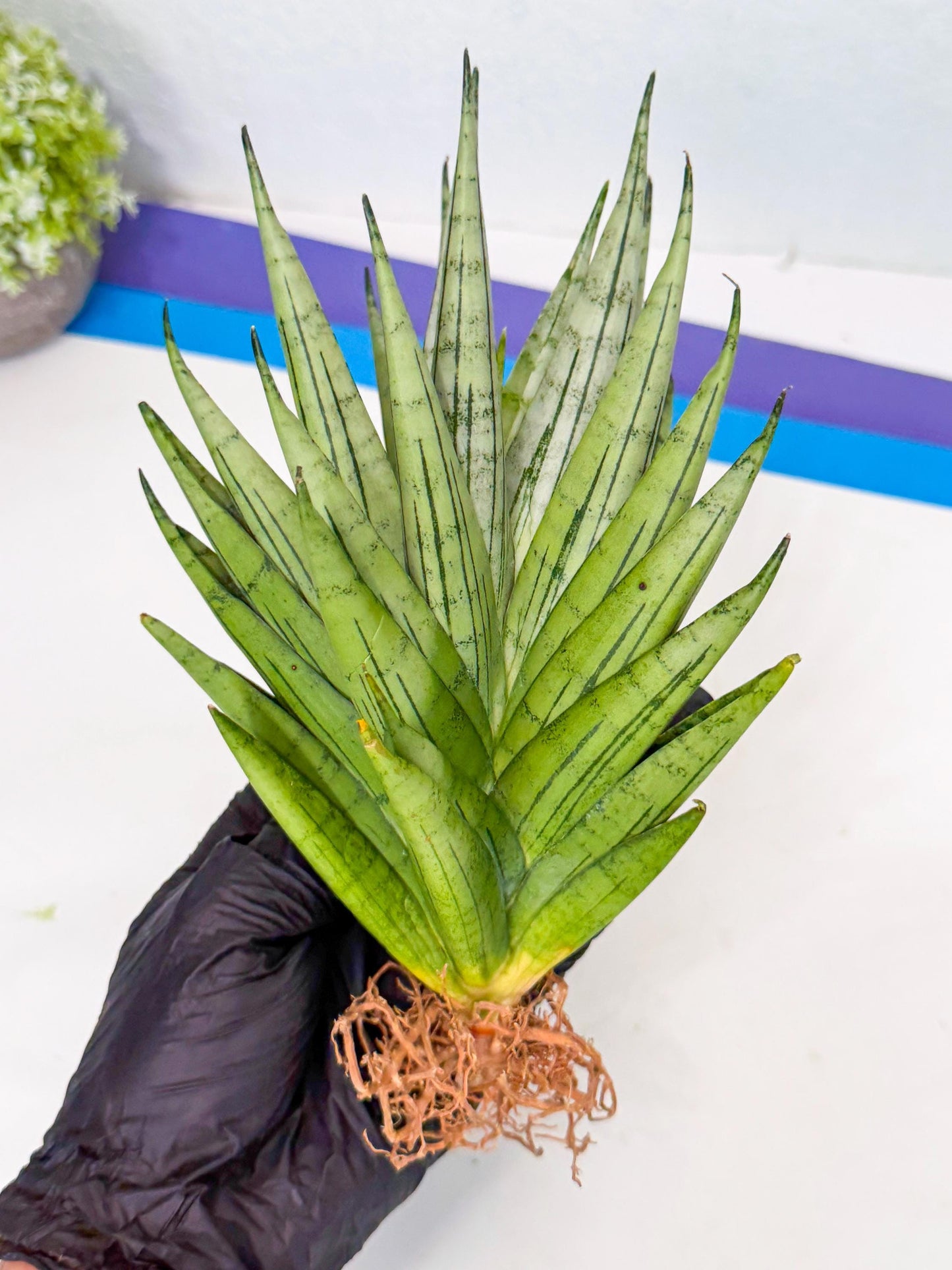 Sansevieria Nakhon Luang (12) | Rare Hybrid
