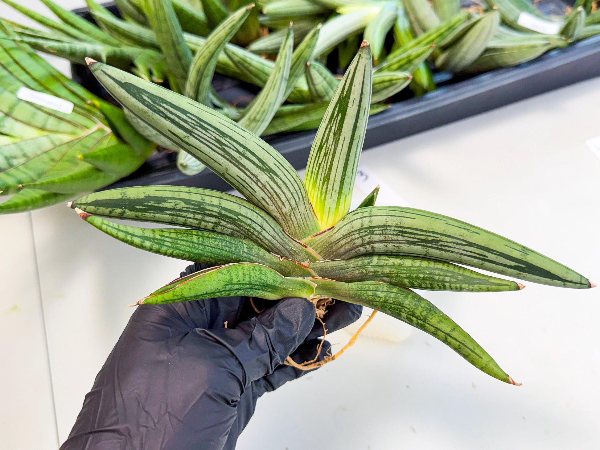 Sansevieria Diablo (3) | Very New hybrids