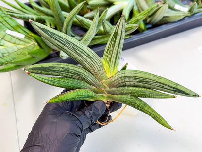 Sansevieria Diablo (3) | Very New hybrids