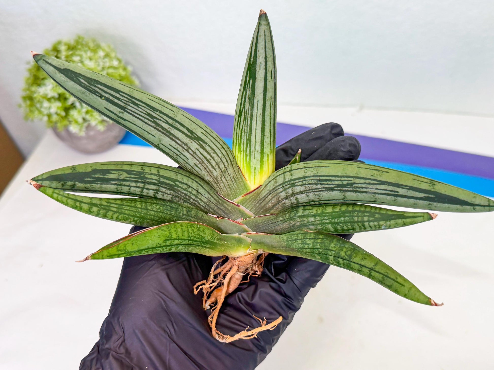 Sansevieria Diablo (3) | Very New hybrids
