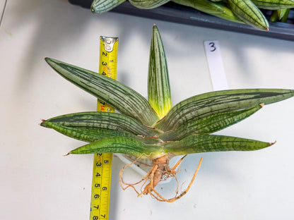 Sansevieria Diablo (3) | Very New hybrids