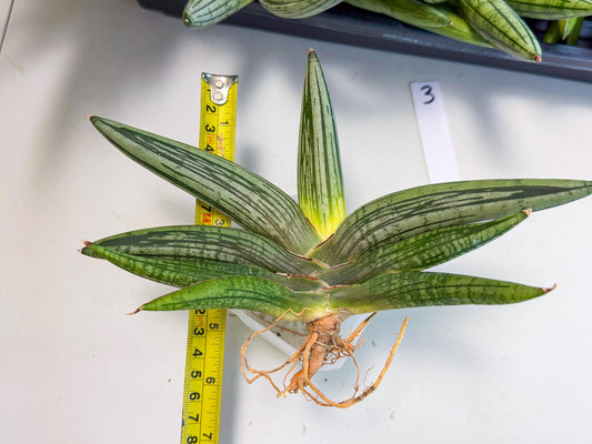 Sansevieria Diablo (3) | Very New hybrids