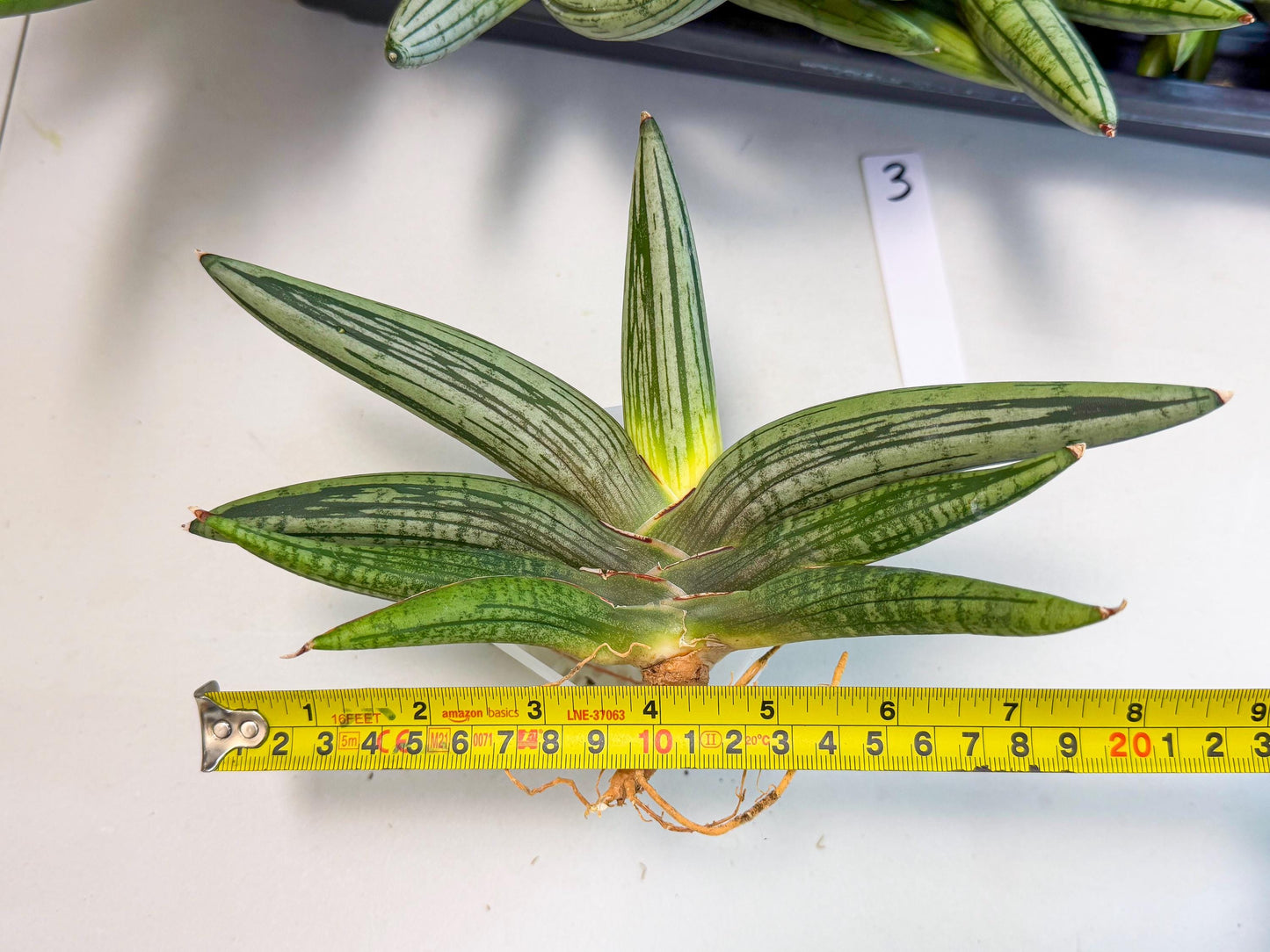 Sansevieria Diablo (3) | Very New hybrids