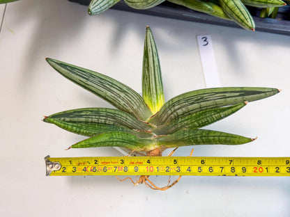 Sansevieria Diablo (3) | Very New hybrids