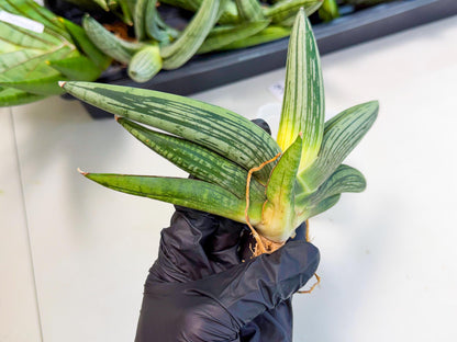 Sansevieria Diablo (3) | Very New hybrids
