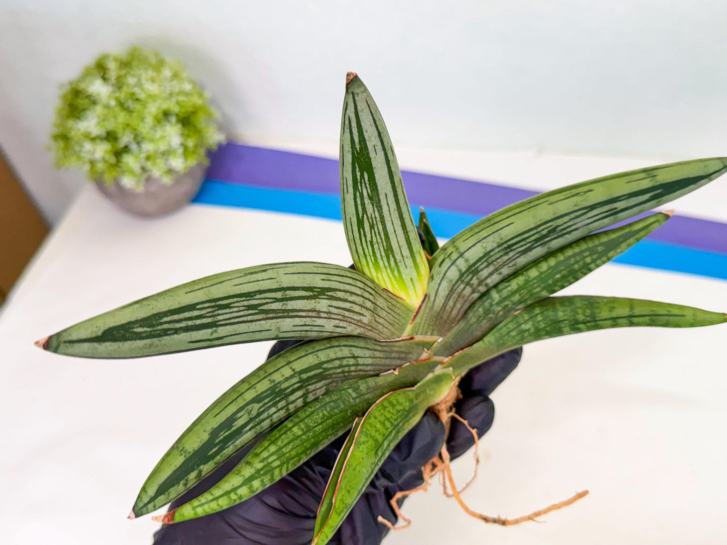 Sansevieria Diablo (3) | Very New hybrids