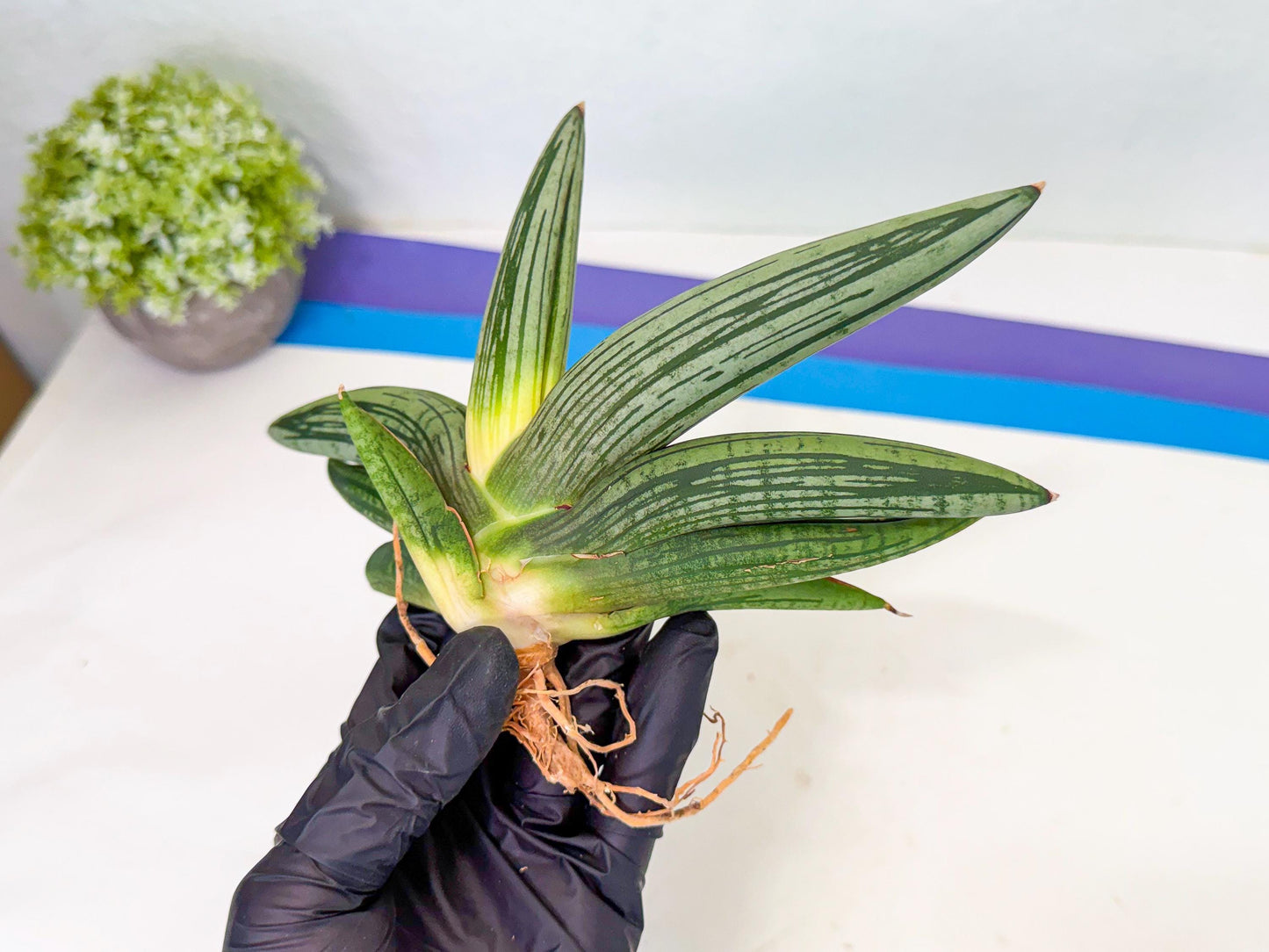 Sansevieria Diablo (3) | Very New hybrids