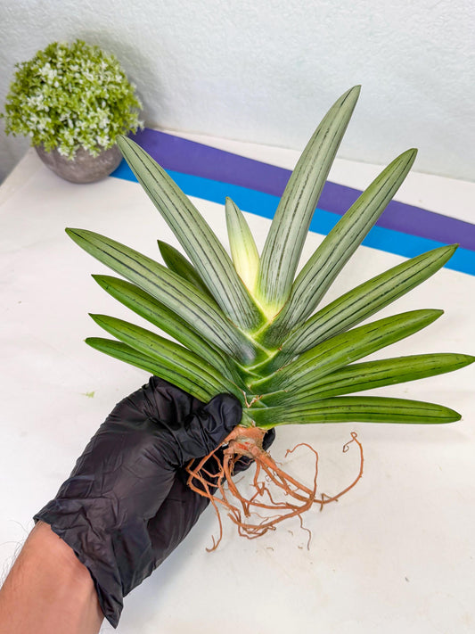 Sansevieria Ice Man (8) | Rare Plant