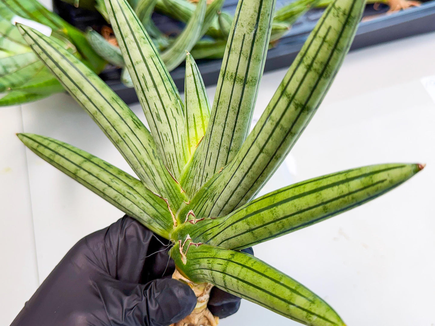 Sansevieria Fatman (9) | Rare Plant
