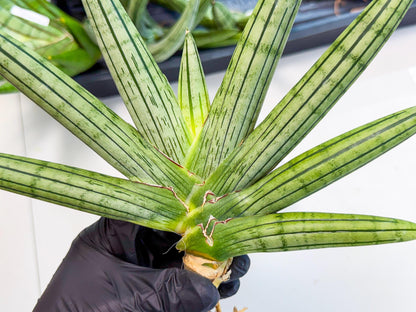 Sansevieria Fatman (9) | Rare Plant