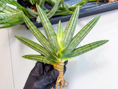 Sansevieria Fatman (9) | Rare Plant