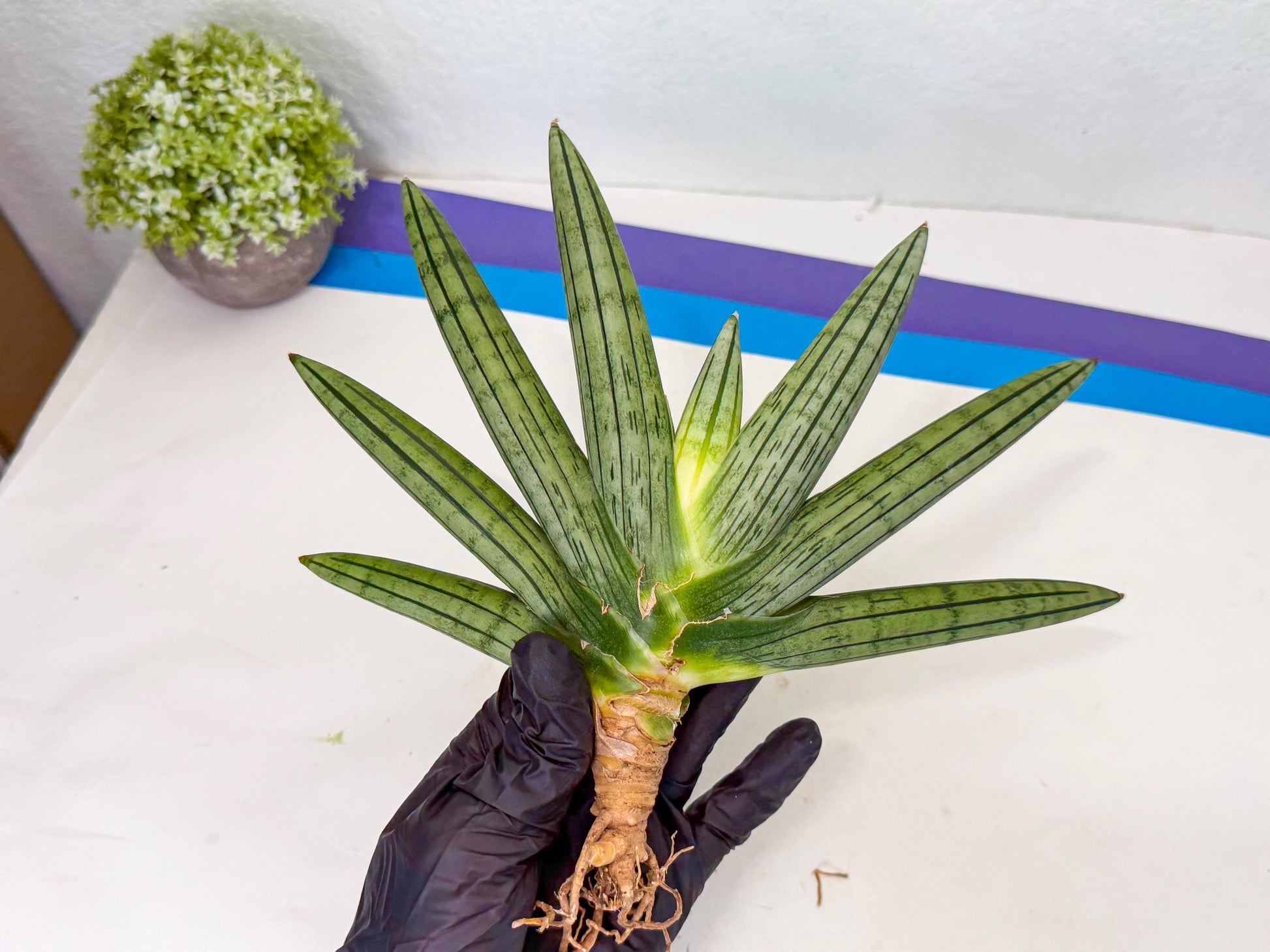 Sansevieria Fatman (9) | Rare Plant
