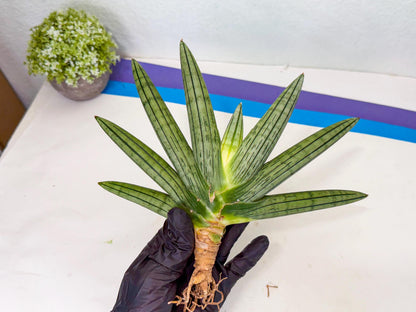 Sansevieria Fatman (9) | Rare Plant