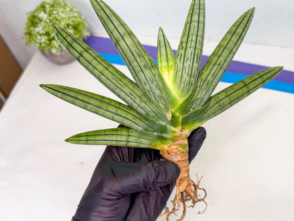 Sansevieria Fatman (9) | Rare Plant