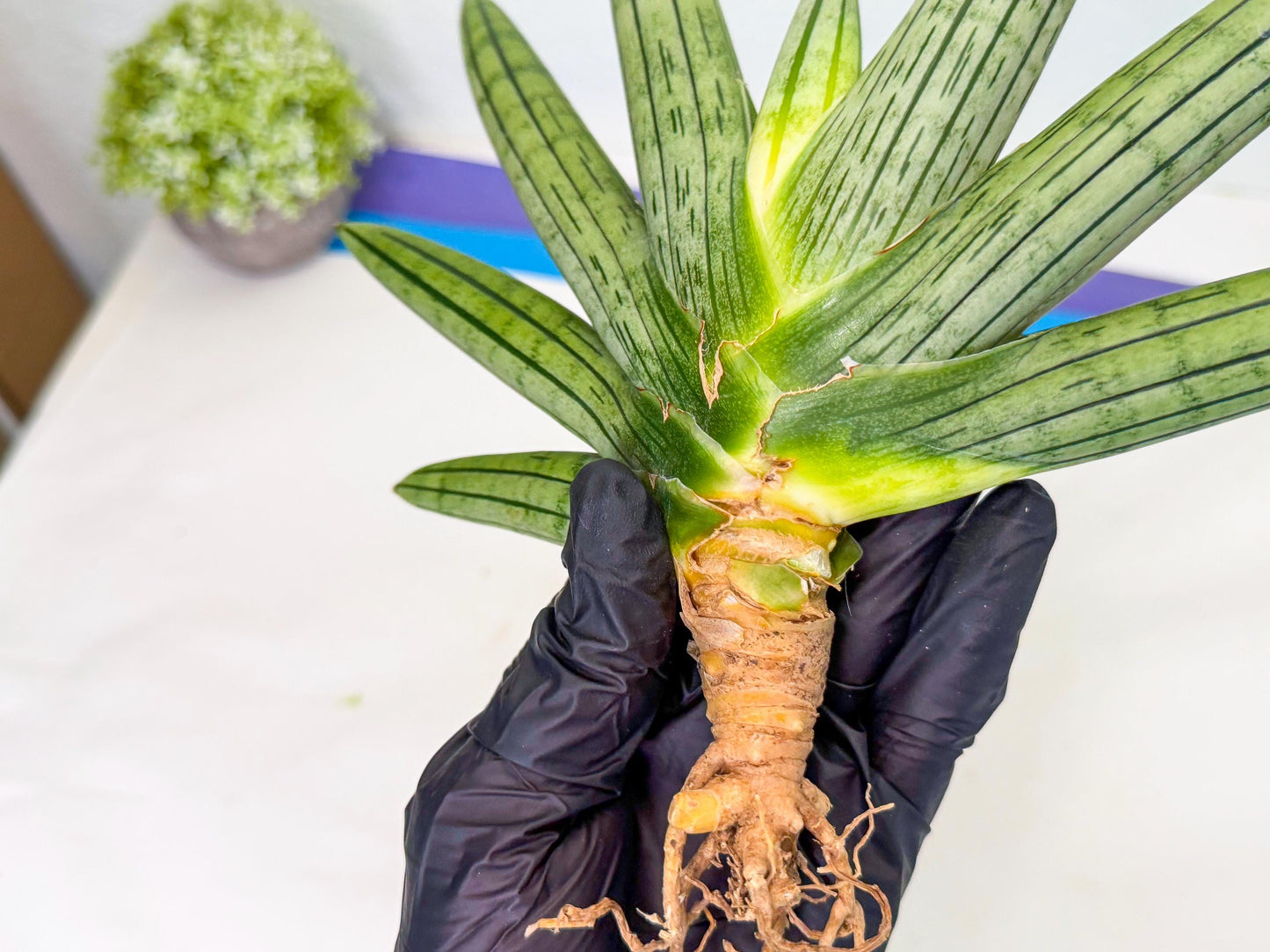 Sansevieria Fatman (9) | Rare Plant