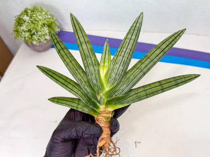 Sansevieria Fatman (9) | Rare Plant