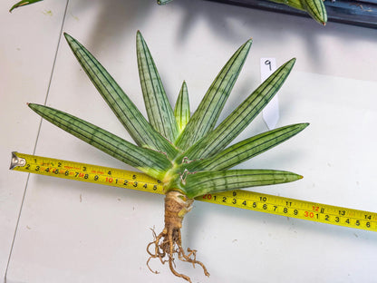 Sansevieria Fatman (9) | Rare Plant