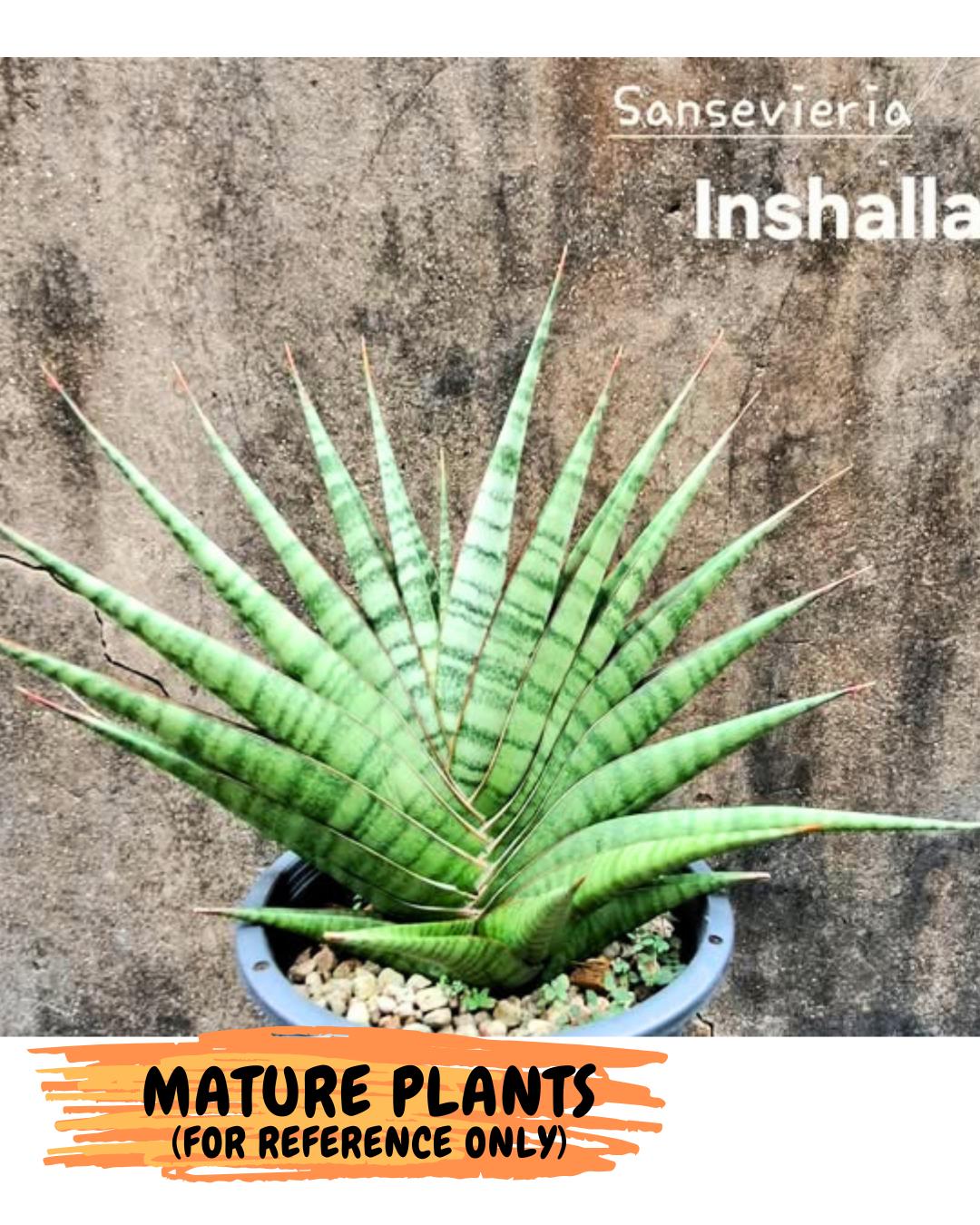 Sansevieria Inshalla (14) | Imported Hybrids