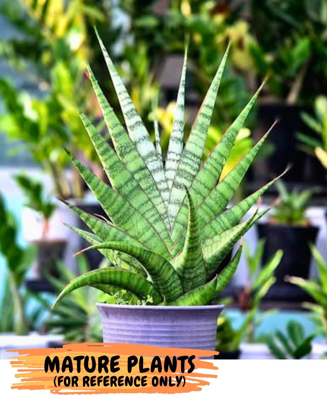 Sansevieria Inshalla (15) | Imported Hybrids