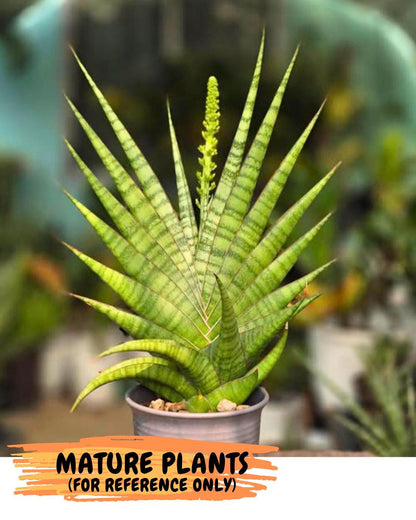 Sansevieria Inshalla (15) | Imported Hybrids