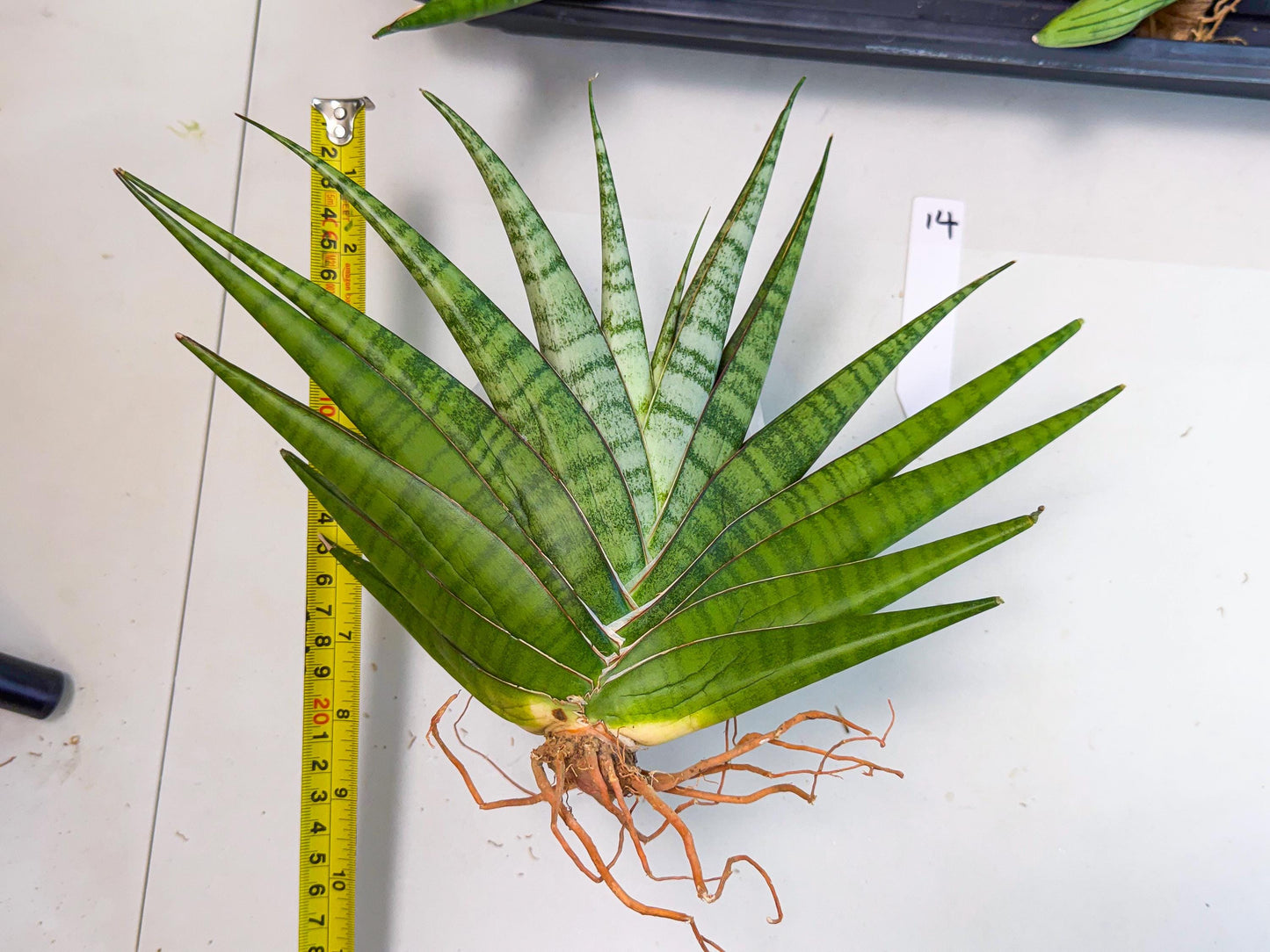 Sansevieria Inshalla (14) | Imported Hybrids