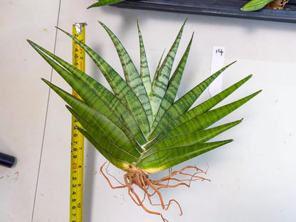 Sansevieria Inshalla (14) | Imported Hybrids