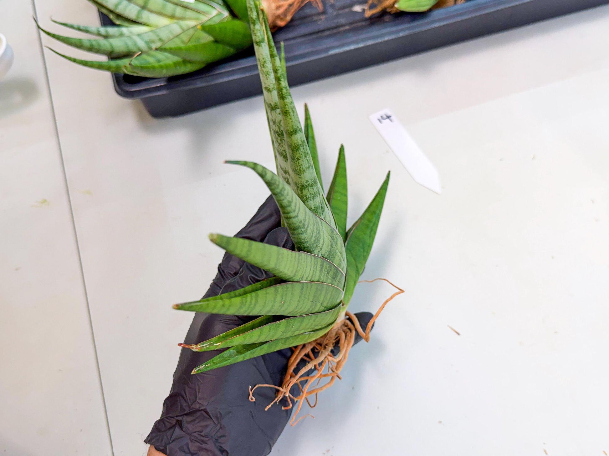 Sansevieria Inshalla (14) | Imported Hybrids