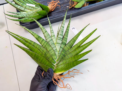 Sansevieria Inshalla (14) | Imported Hybrids