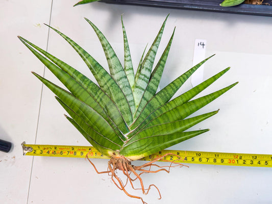 Sansevieria Inshalla (14) | Imported Hybrids