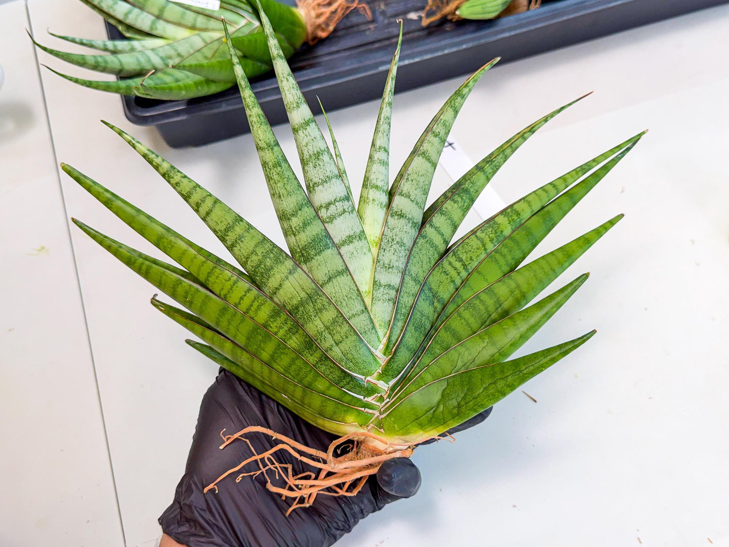 Sansevieria Inshalla (14) | Imported Hybrids