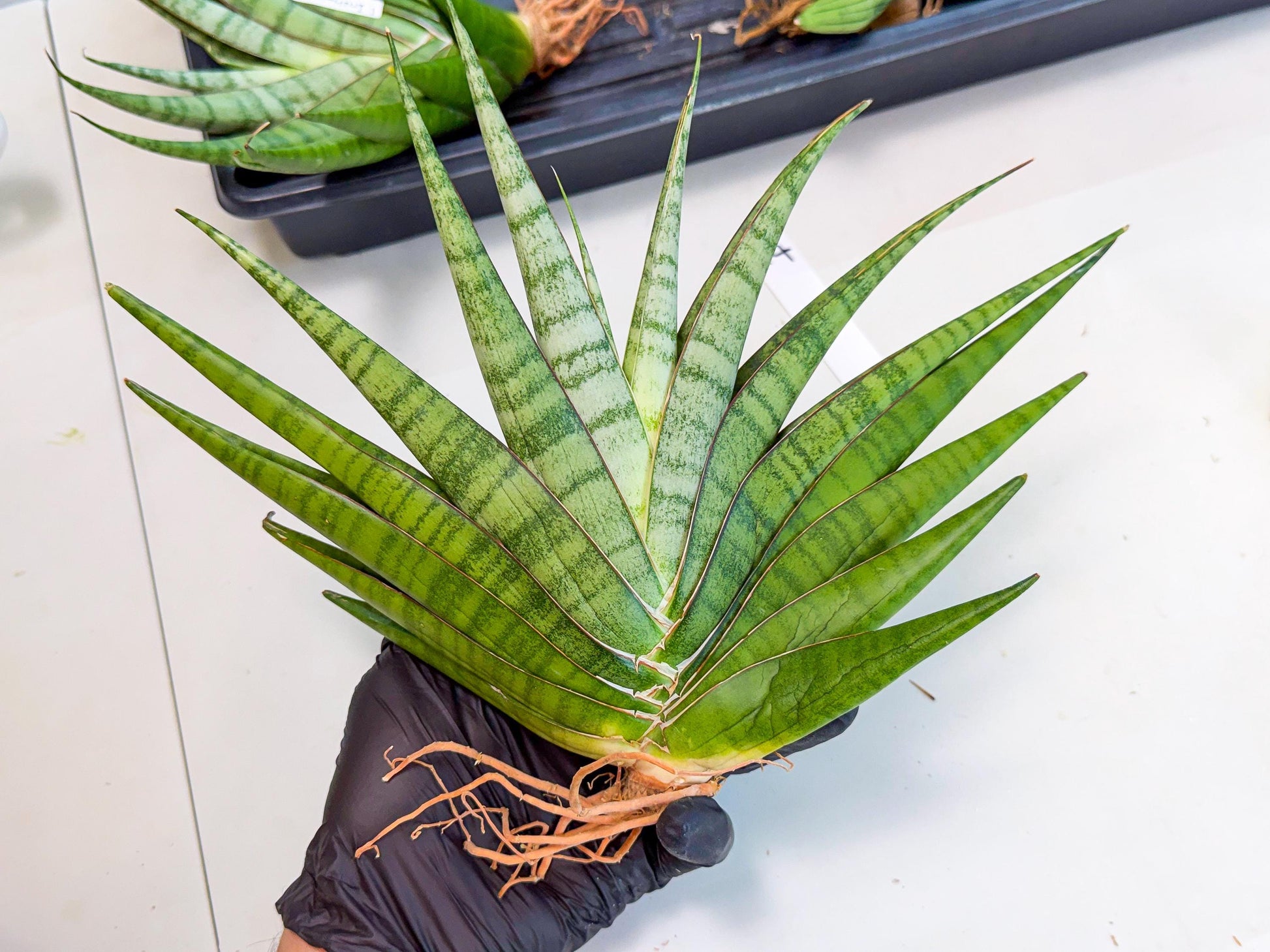 Sansevieria Inshalla (14) | Imported Hybrids