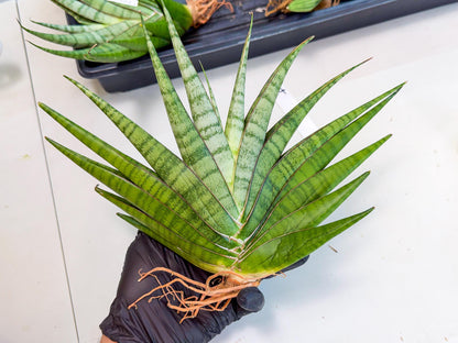 Sansevieria Inshalla (14) | Imported Hybrids