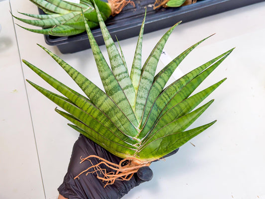 Sansevieria Inshalla (14) | Imported Hybrids