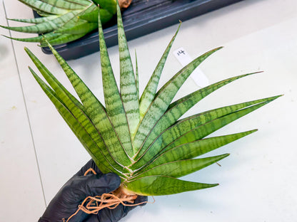 Sansevieria Inshalla (14) | Imported Hybrids