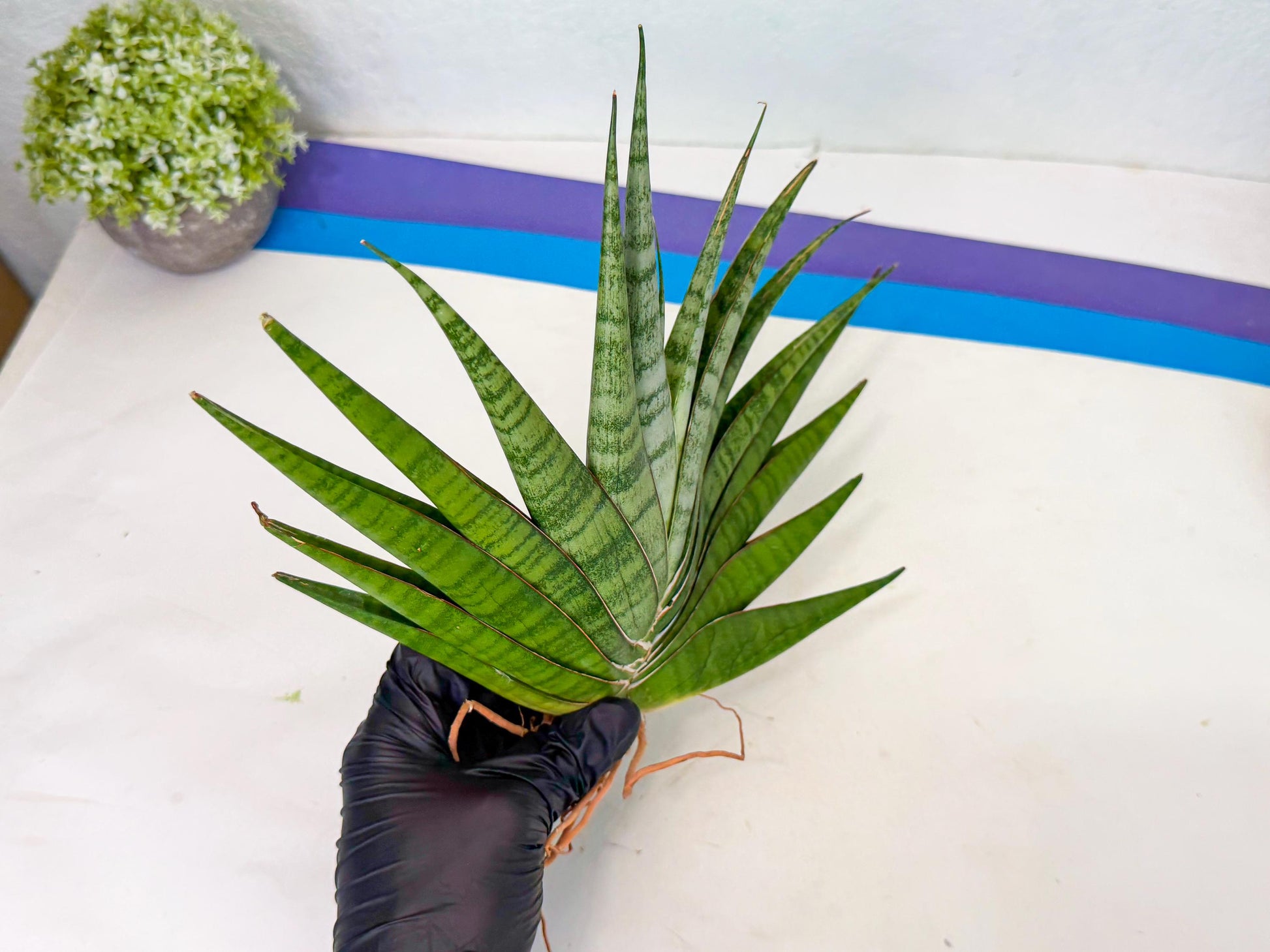 Sansevieria Inshalla (14) | Imported Hybrids