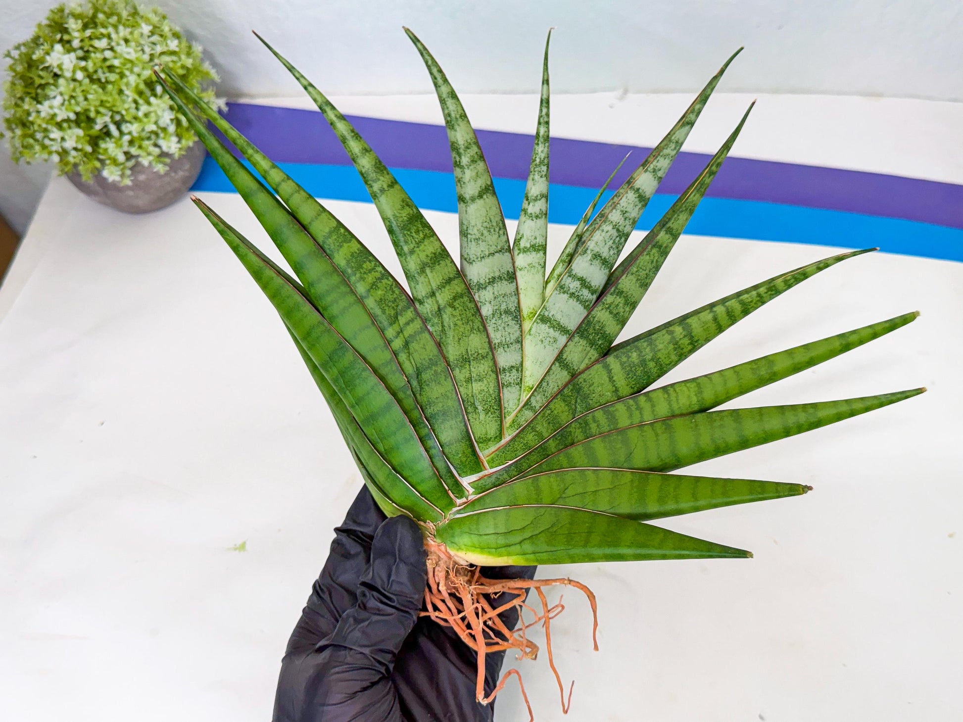 Sansevieria Inshalla (14) | Imported Hybrids